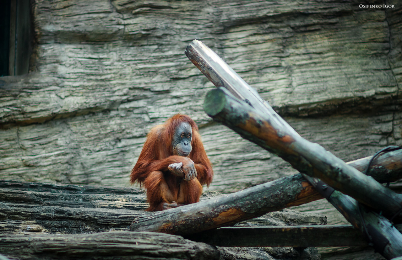 Orangutan