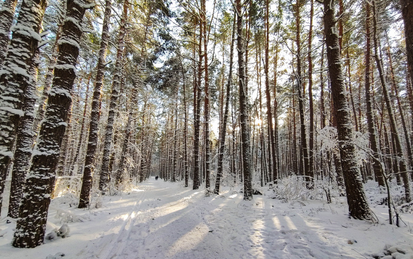 in den Winterwald