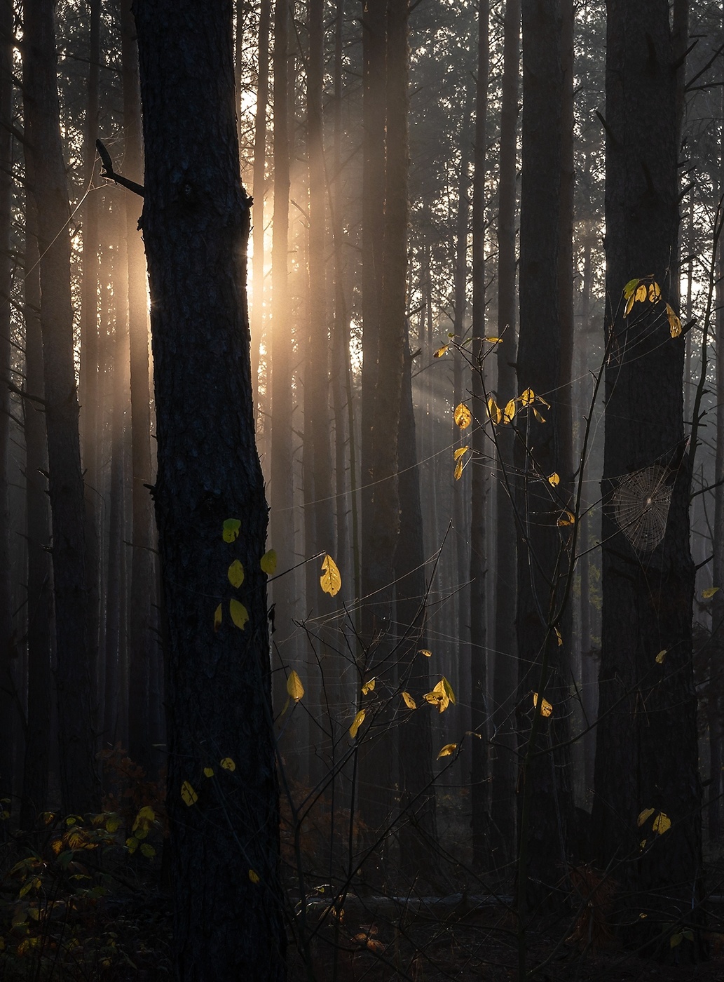 in den herbstlichen Wald