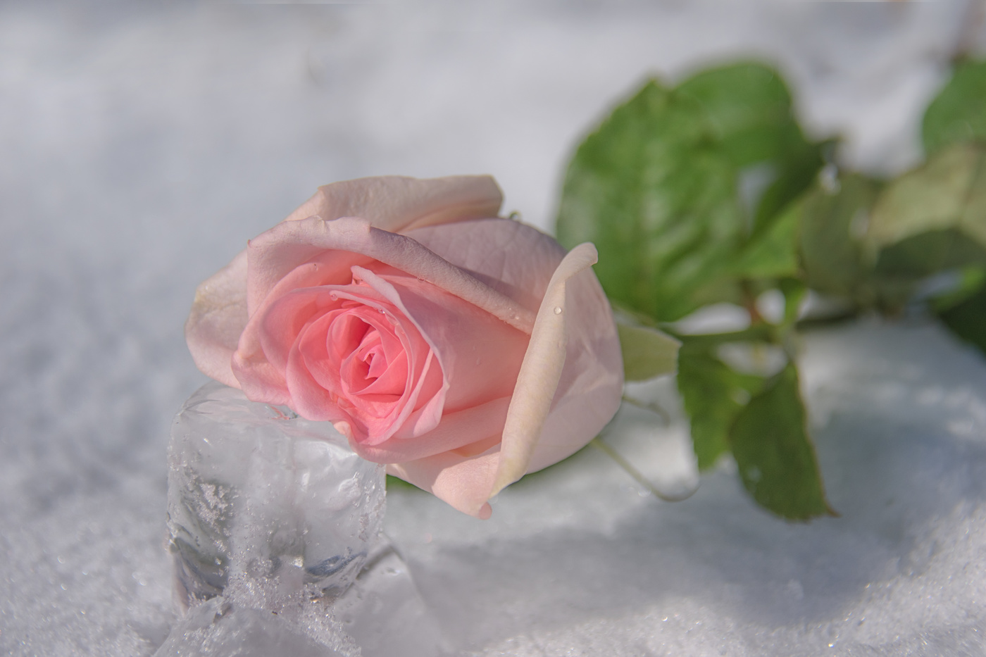 Roses on Ice