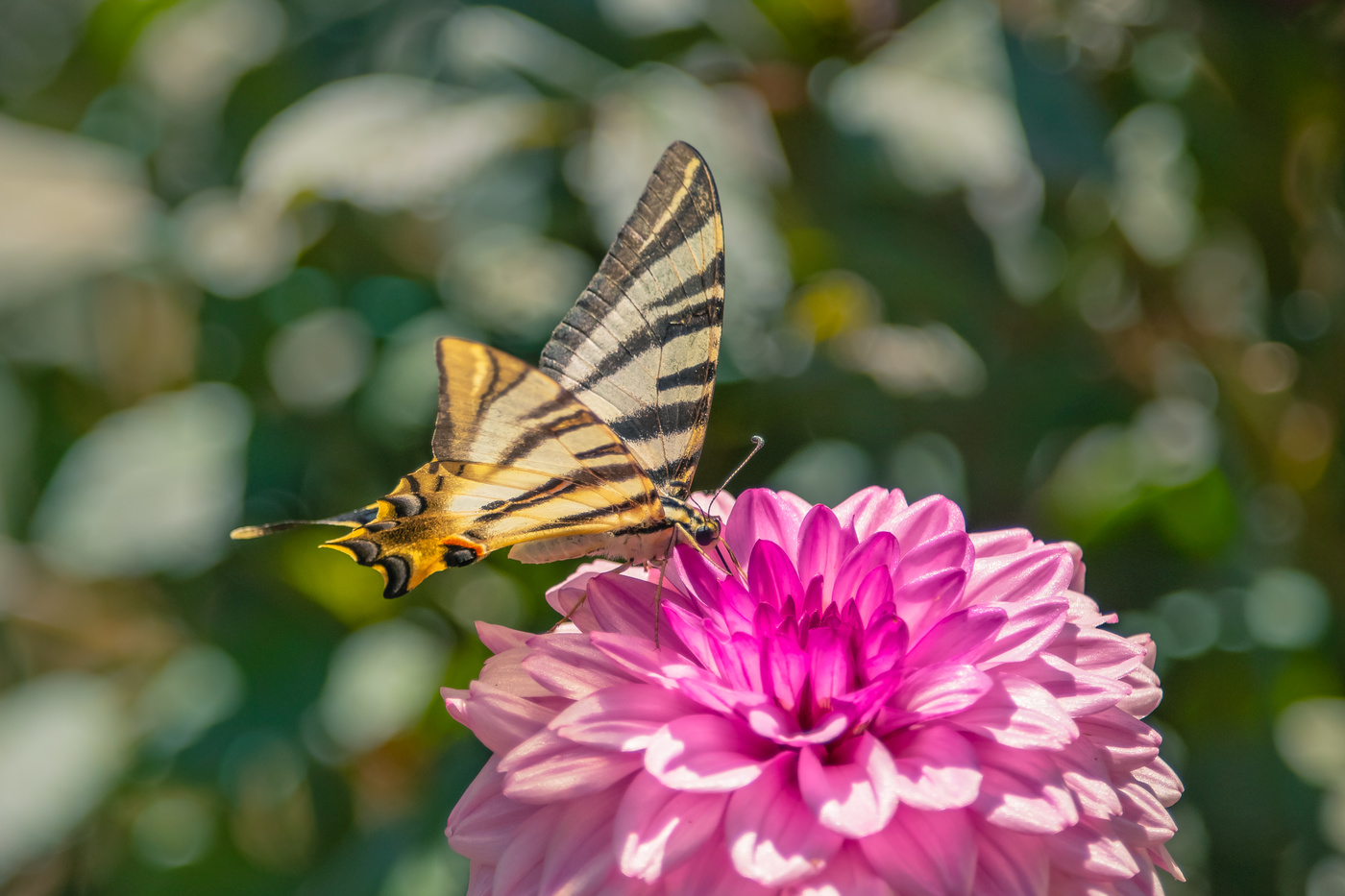 Mariposa posada en la flor.
