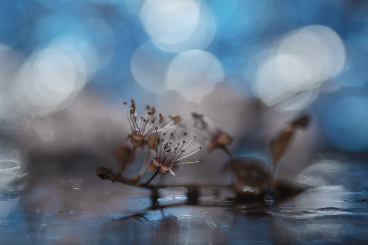 Se ven los ciruelos por los suelos.