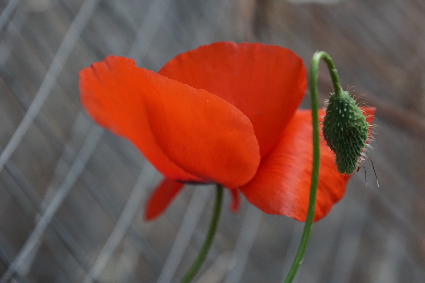 Red Poppy