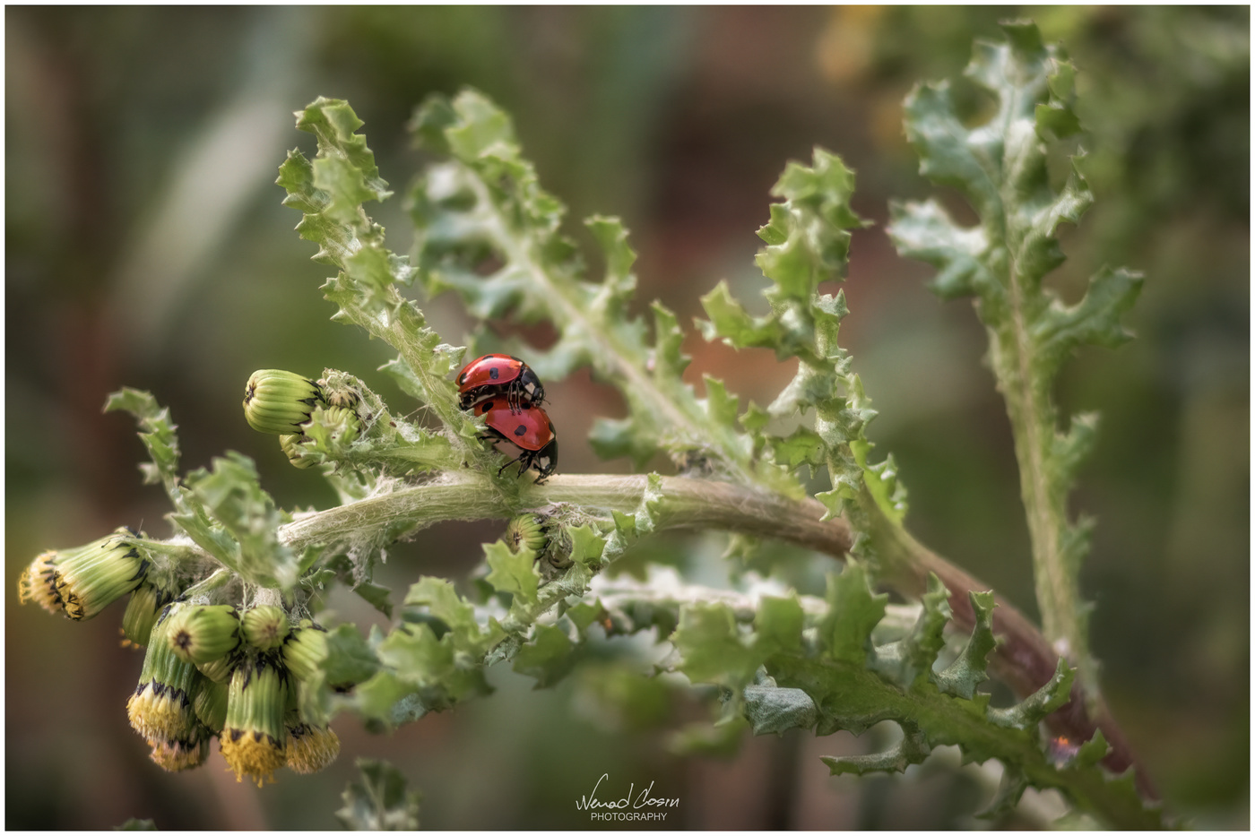 Ladybugs love