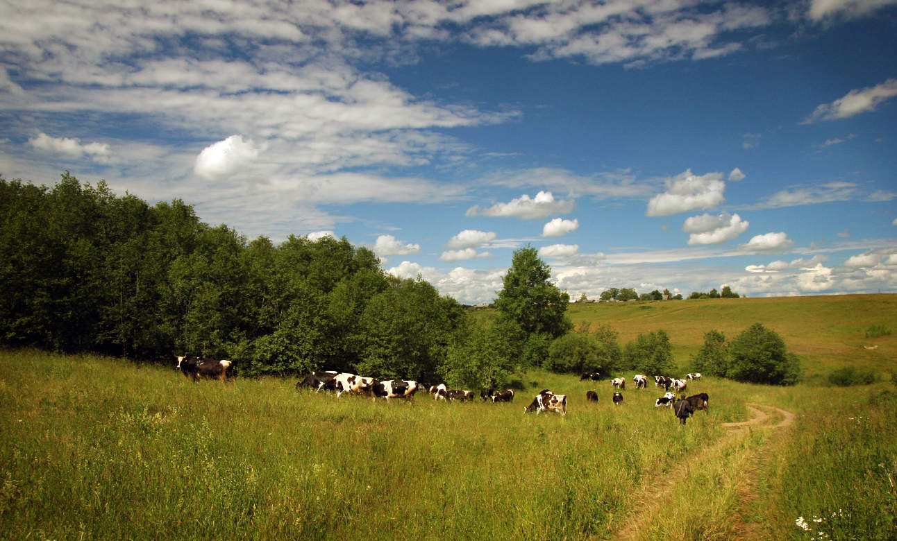 Durch grasen auf der Wiese ...