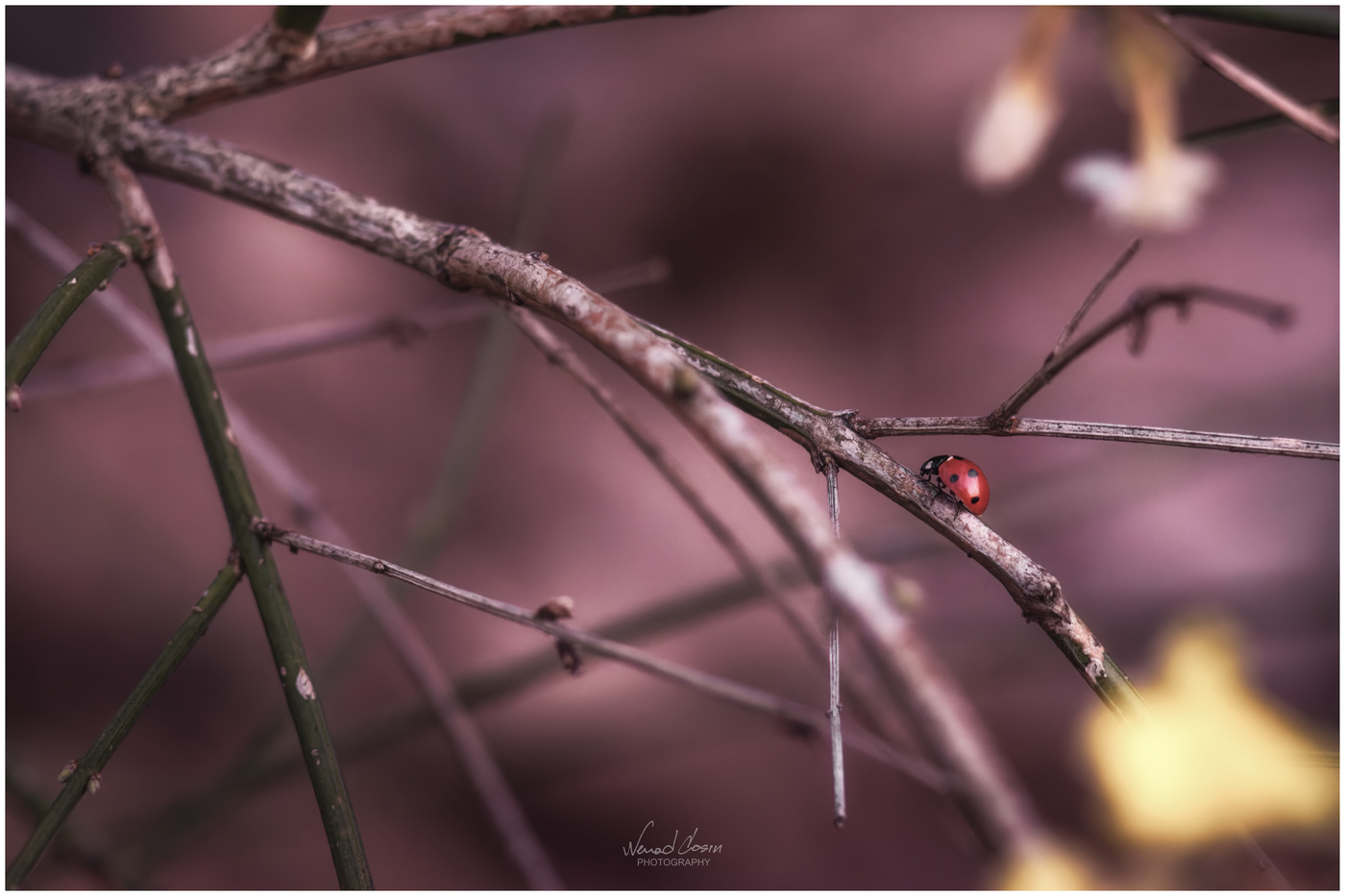 Lonely ladybug