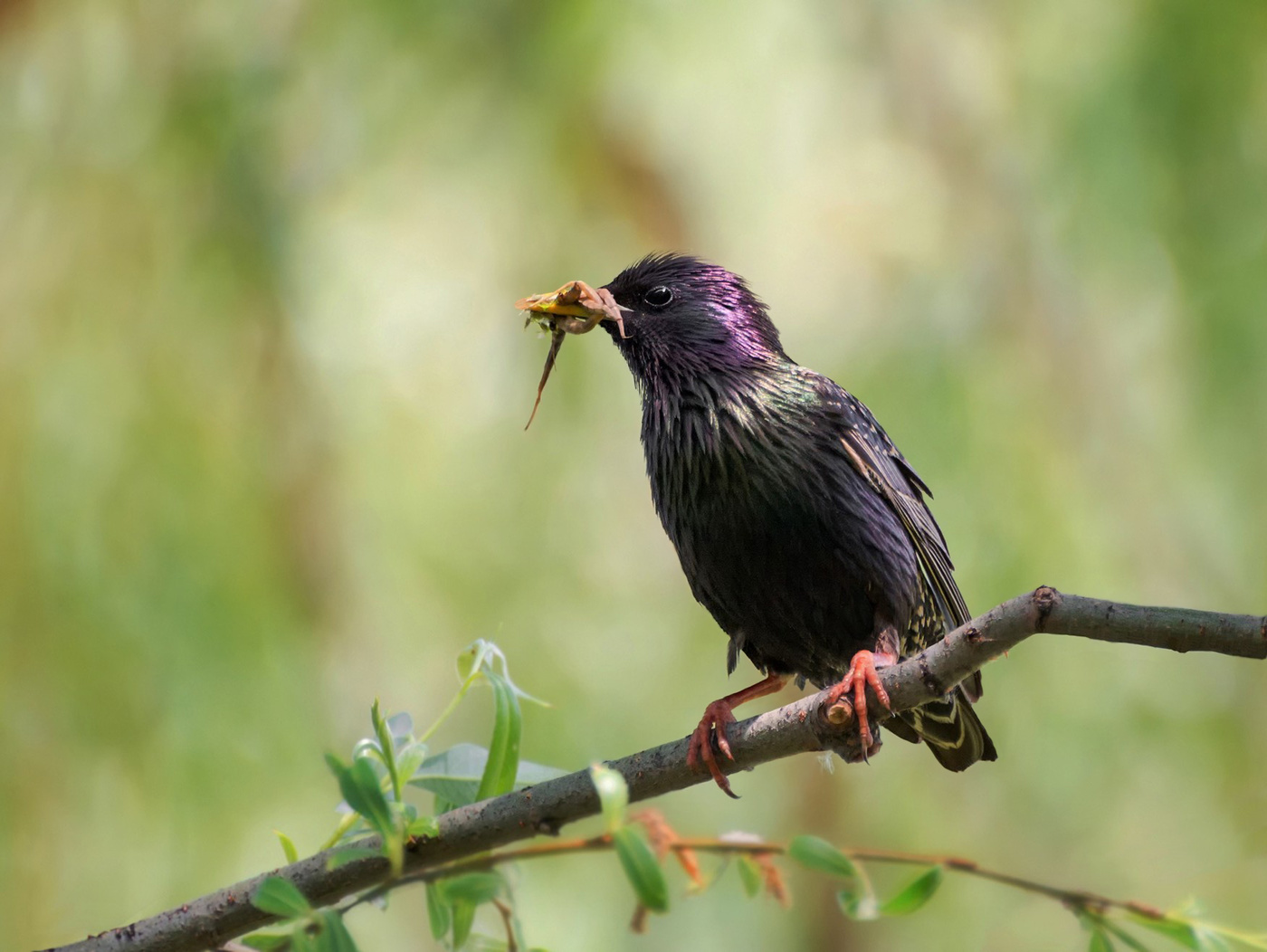 Mit der Produktion ..