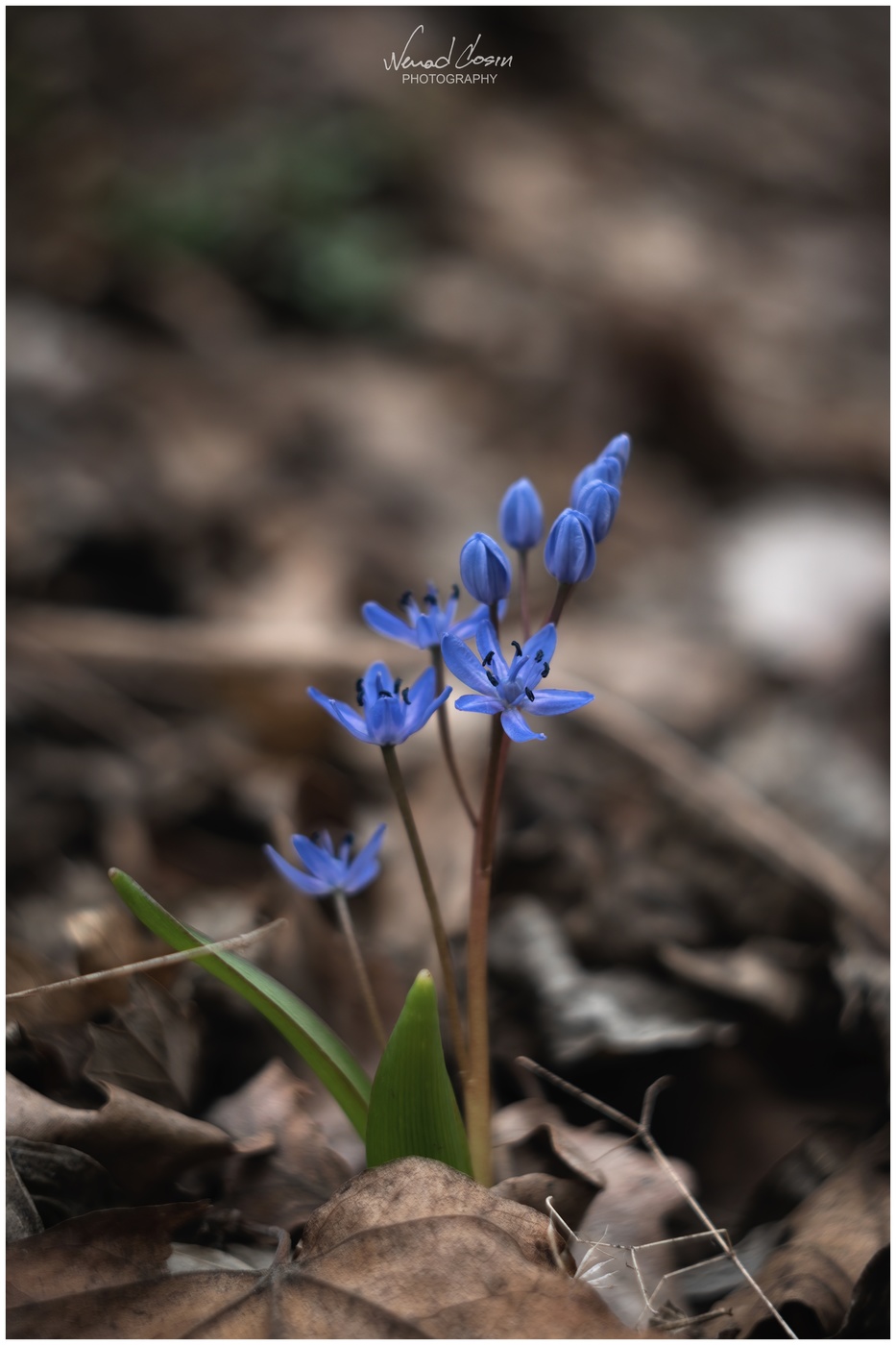 Scilla bifolia