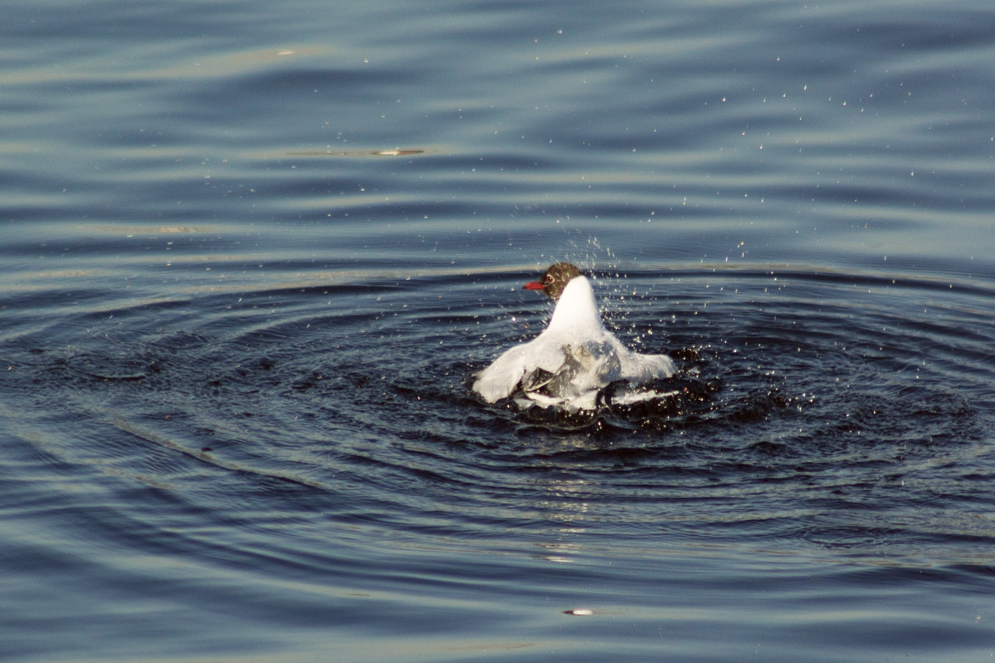Seagull auf dem Wasser