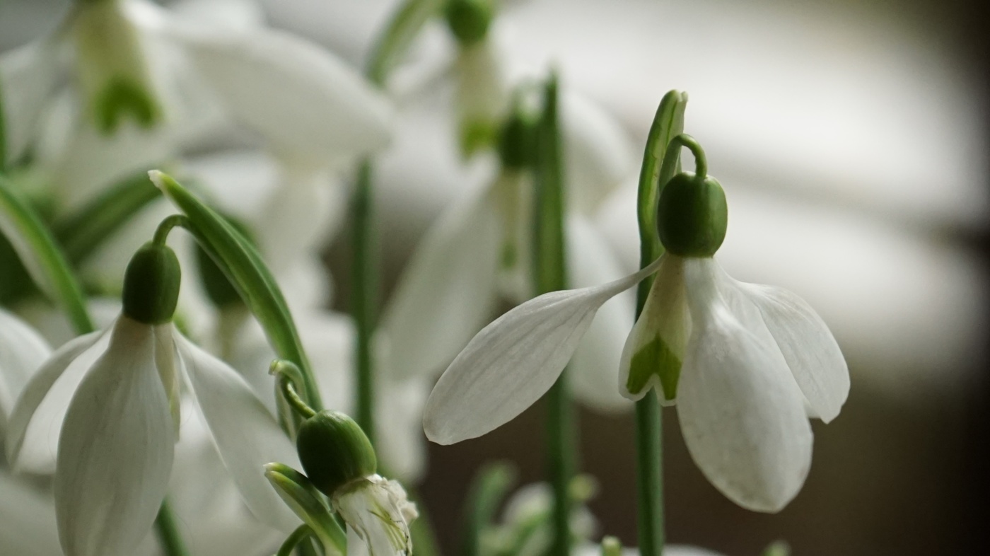 Schneeglöckchen