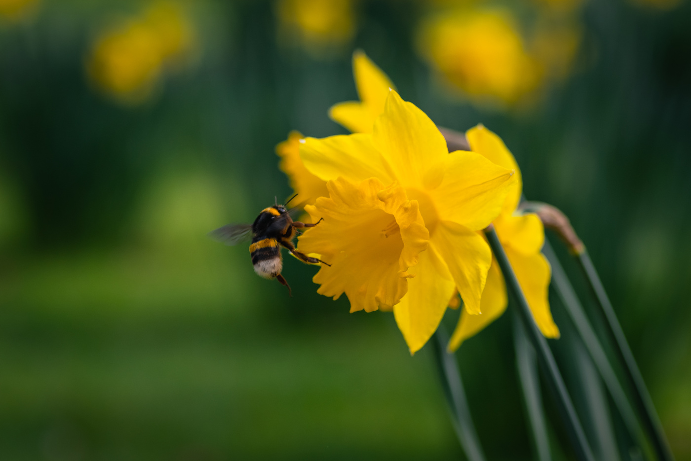 Abejorro haciendo su labor.