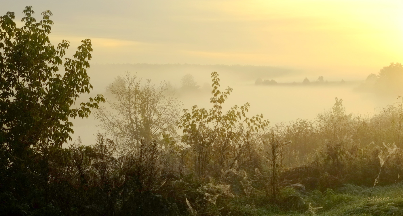 Herbstnebel.