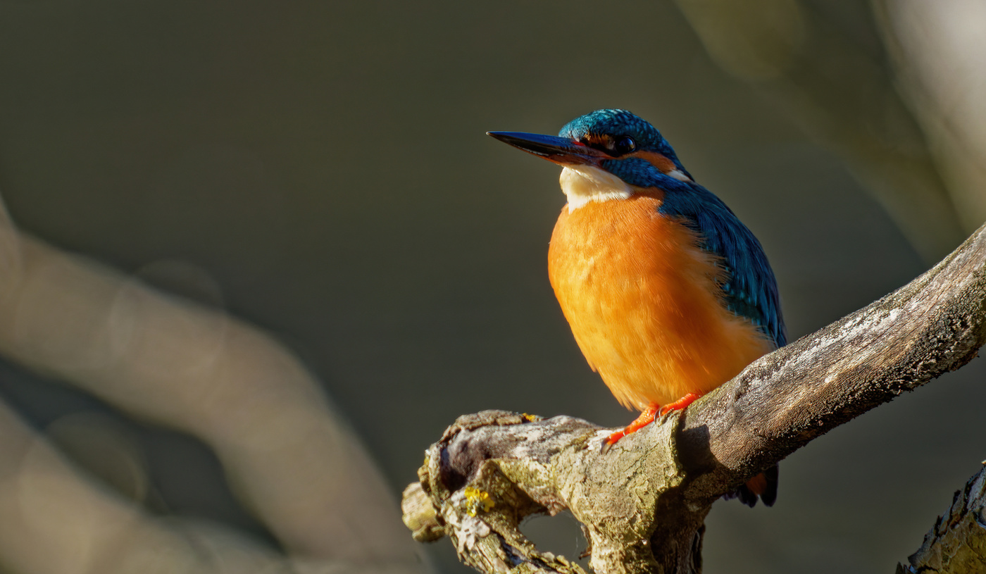 Kingfisher in the sunlight