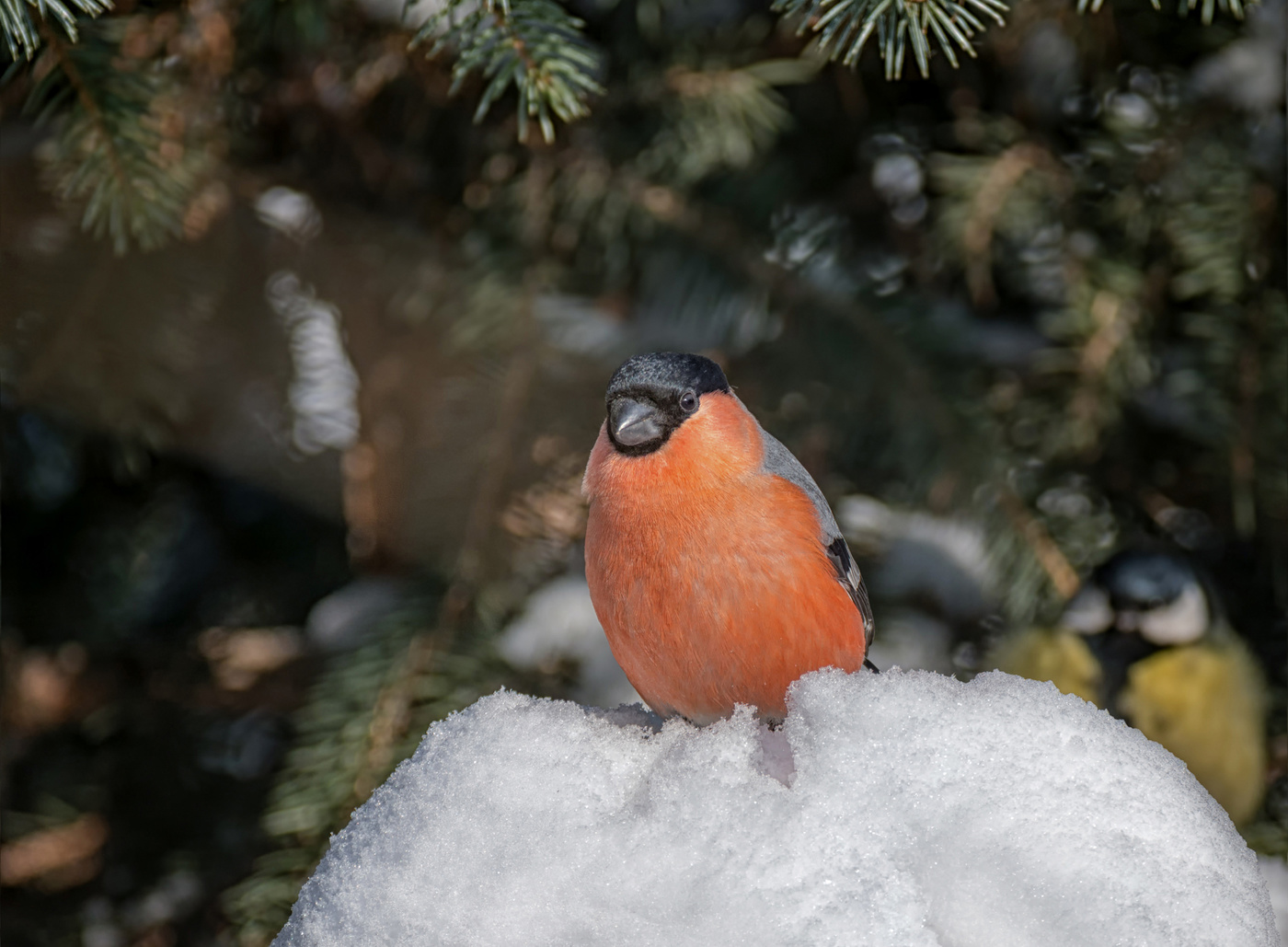 unter dem Weihnachtsbaum