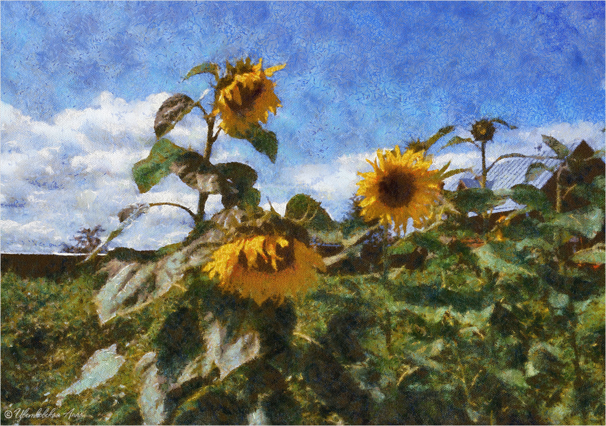 Sonnenblumen