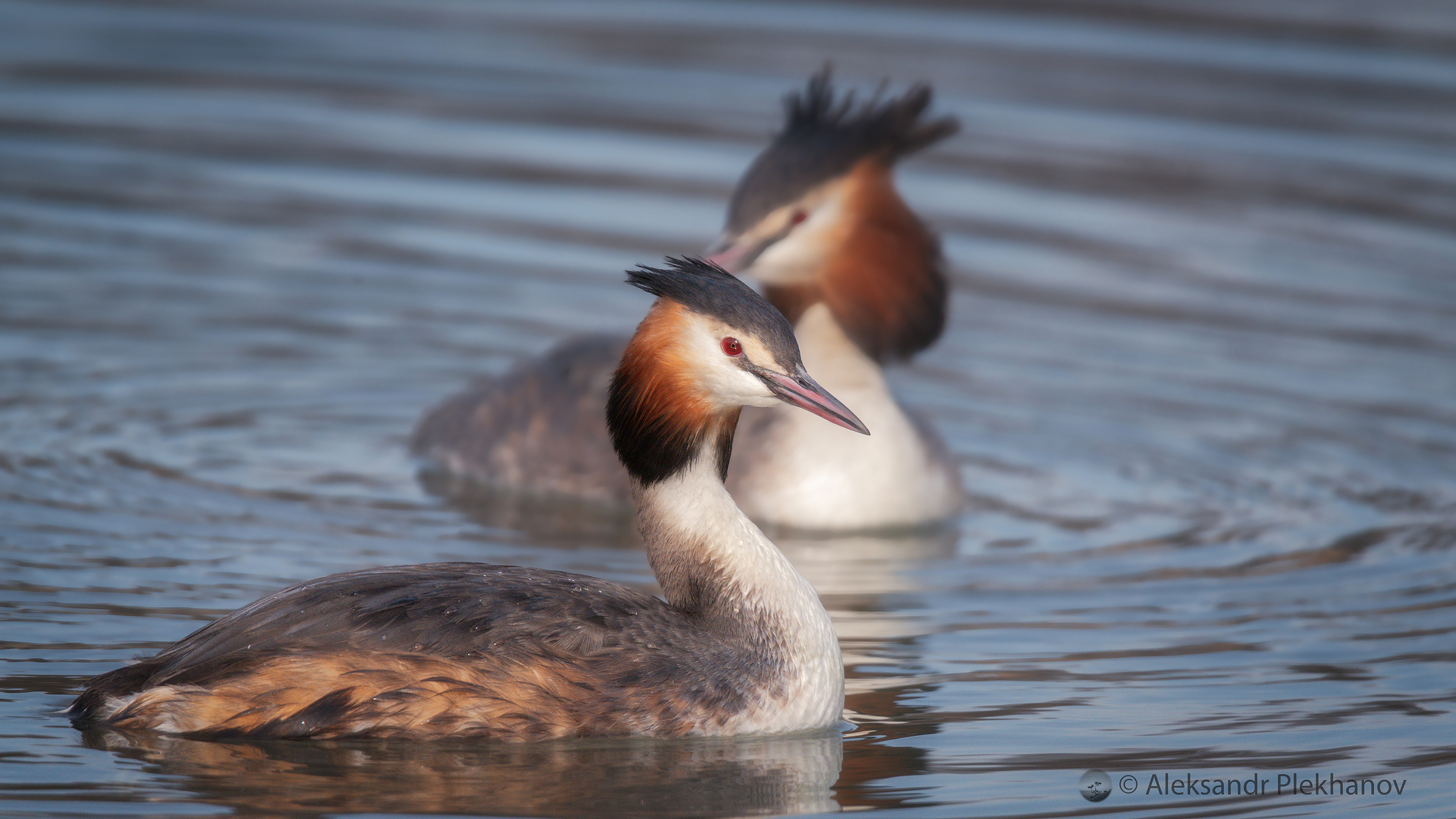 Great Crested Grebe