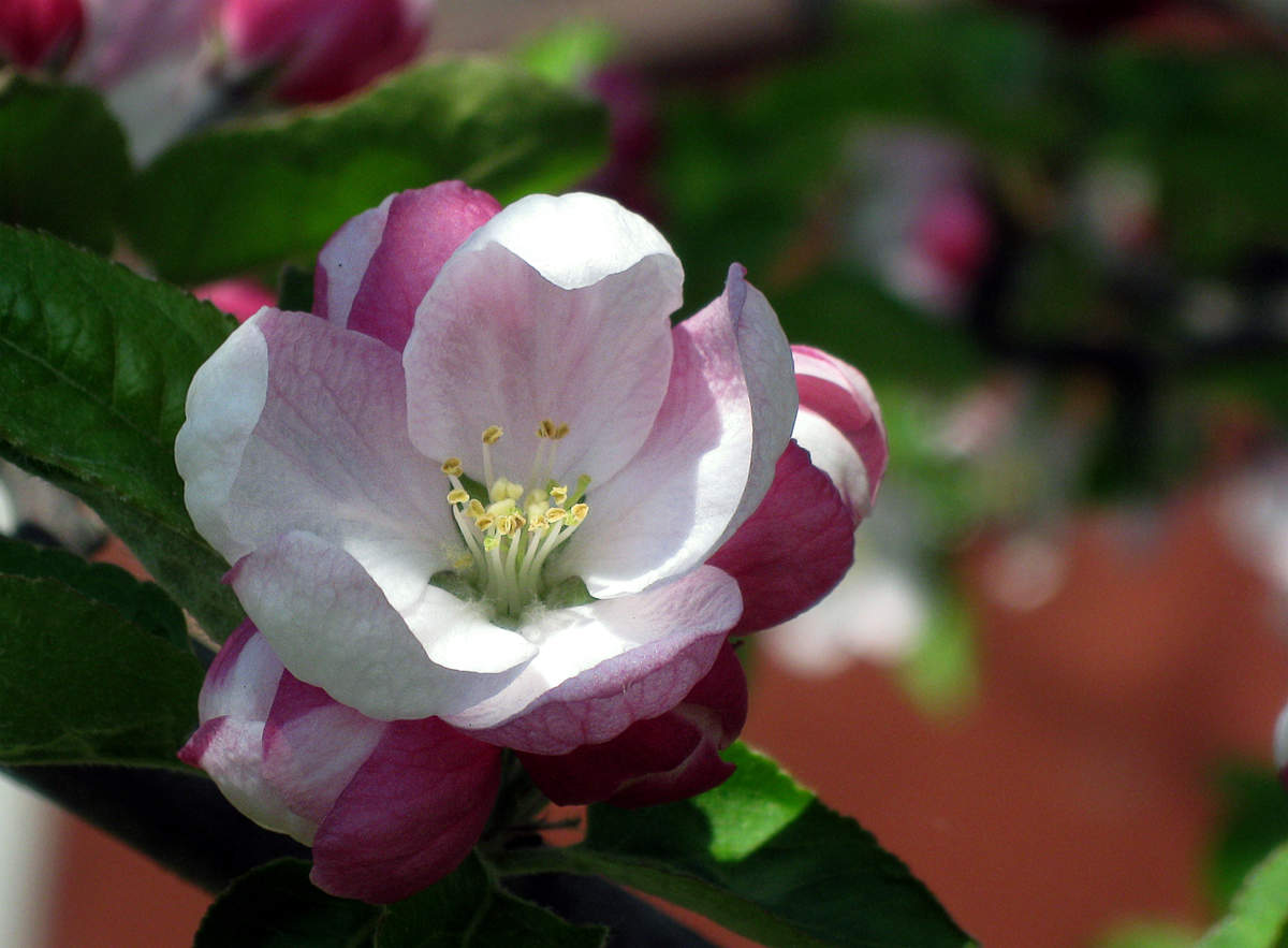 Apple Trees in Bloom