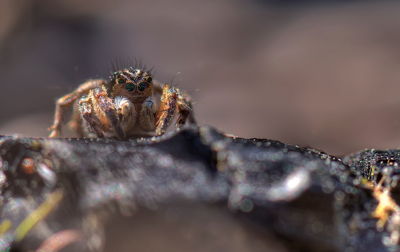 Auf einem Baumstamm :)