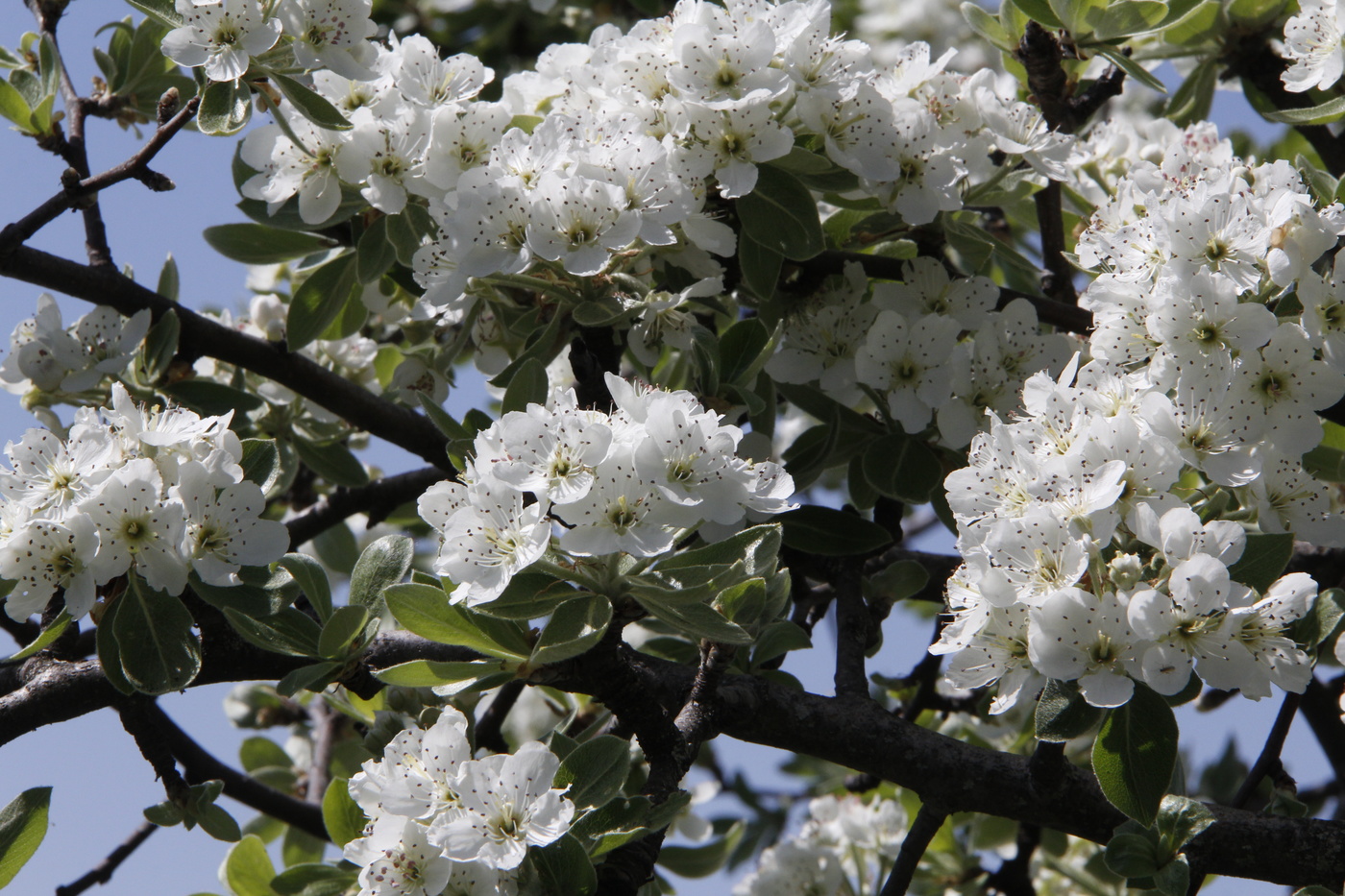 Gärten in voller Blüte