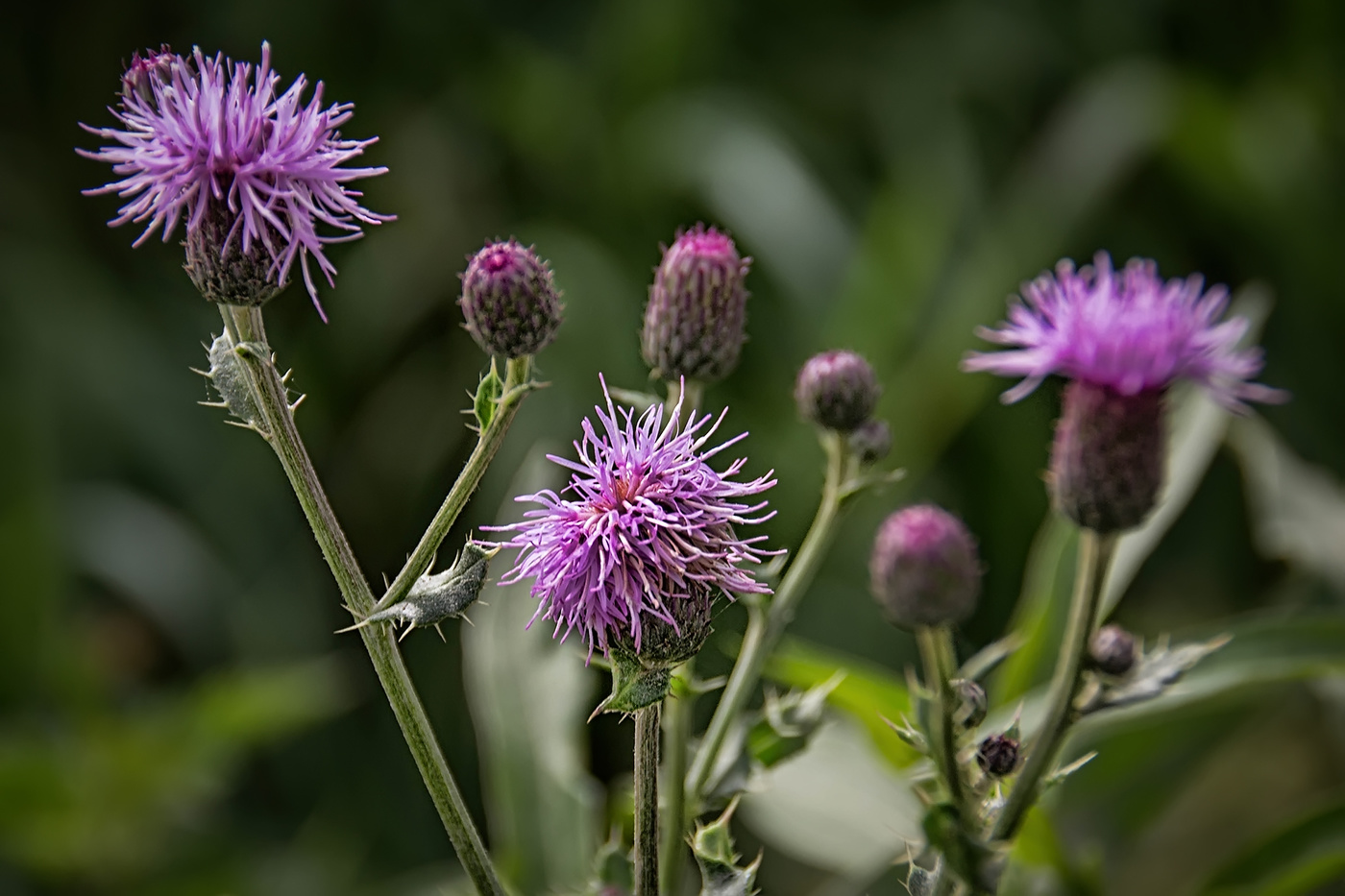 Thistle