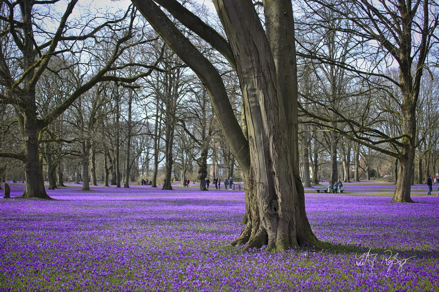 Millionen von Krokussen