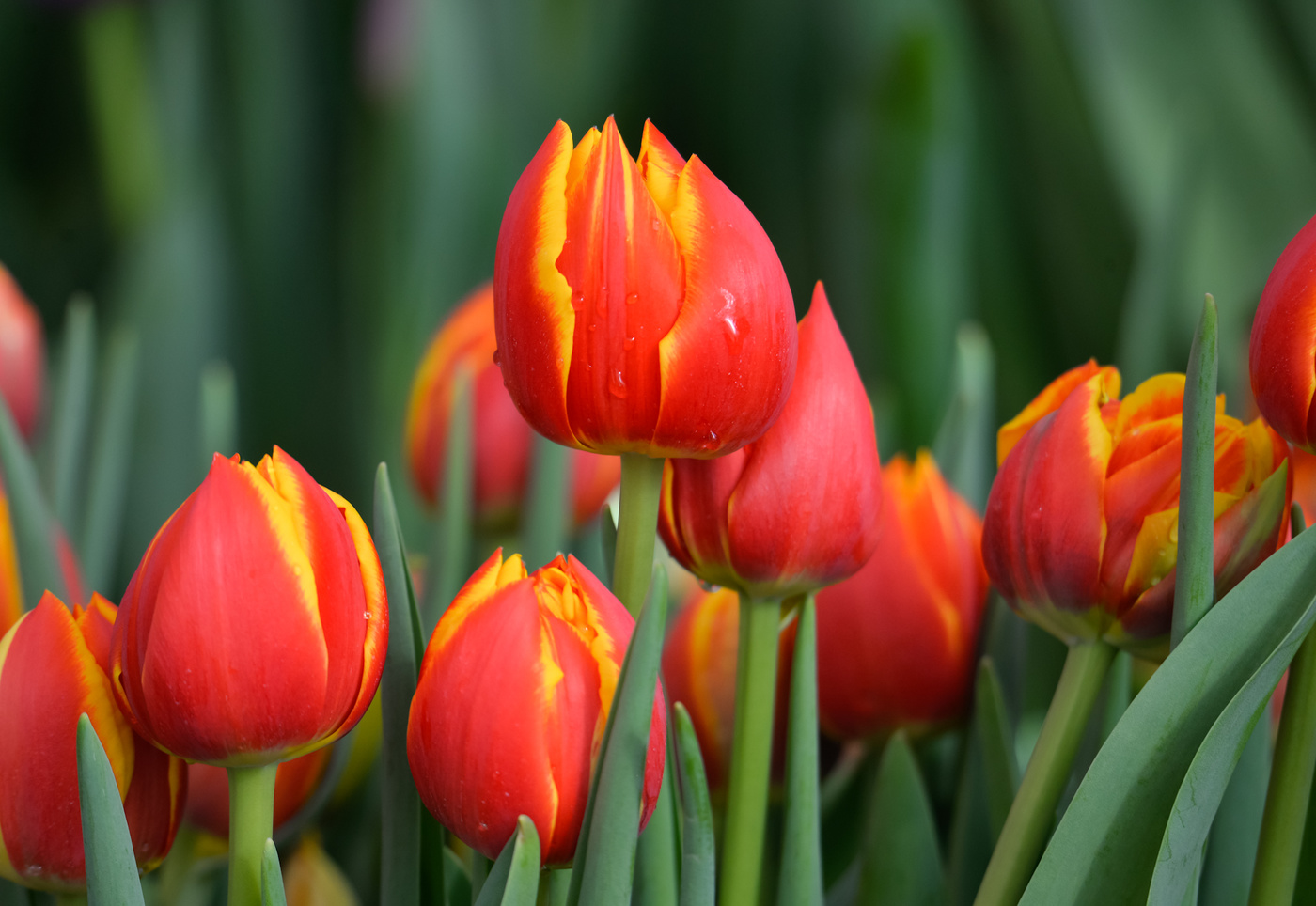 Tulips