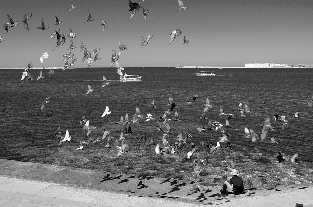 Der alte Mann und Tauben