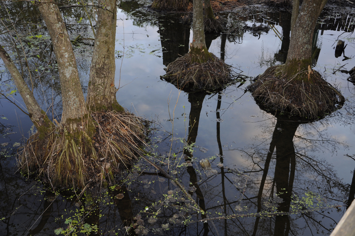 Frühling Überschwemmungen