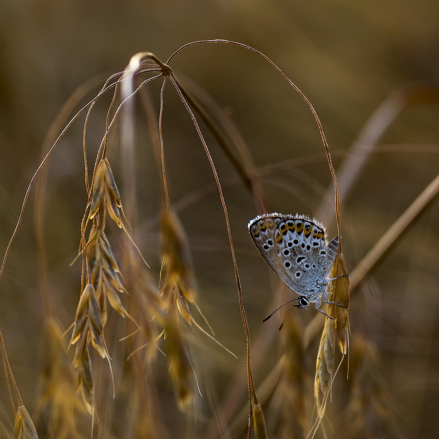 Kupfer-Schmetterling