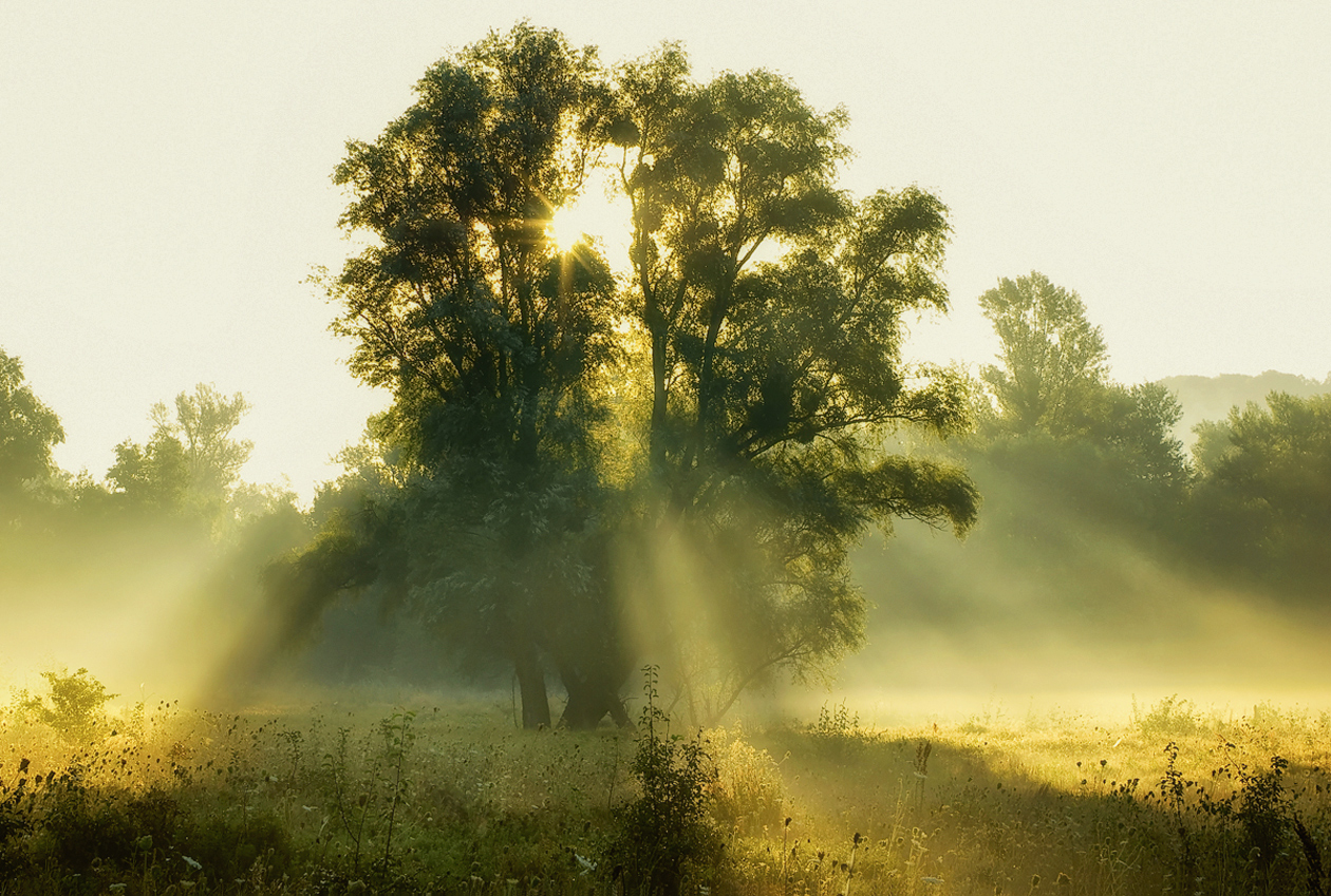 Dämmerung Gesang der Engel