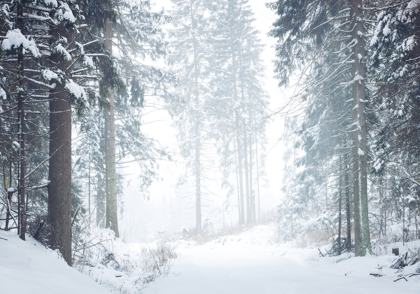 A blizzard in the forest