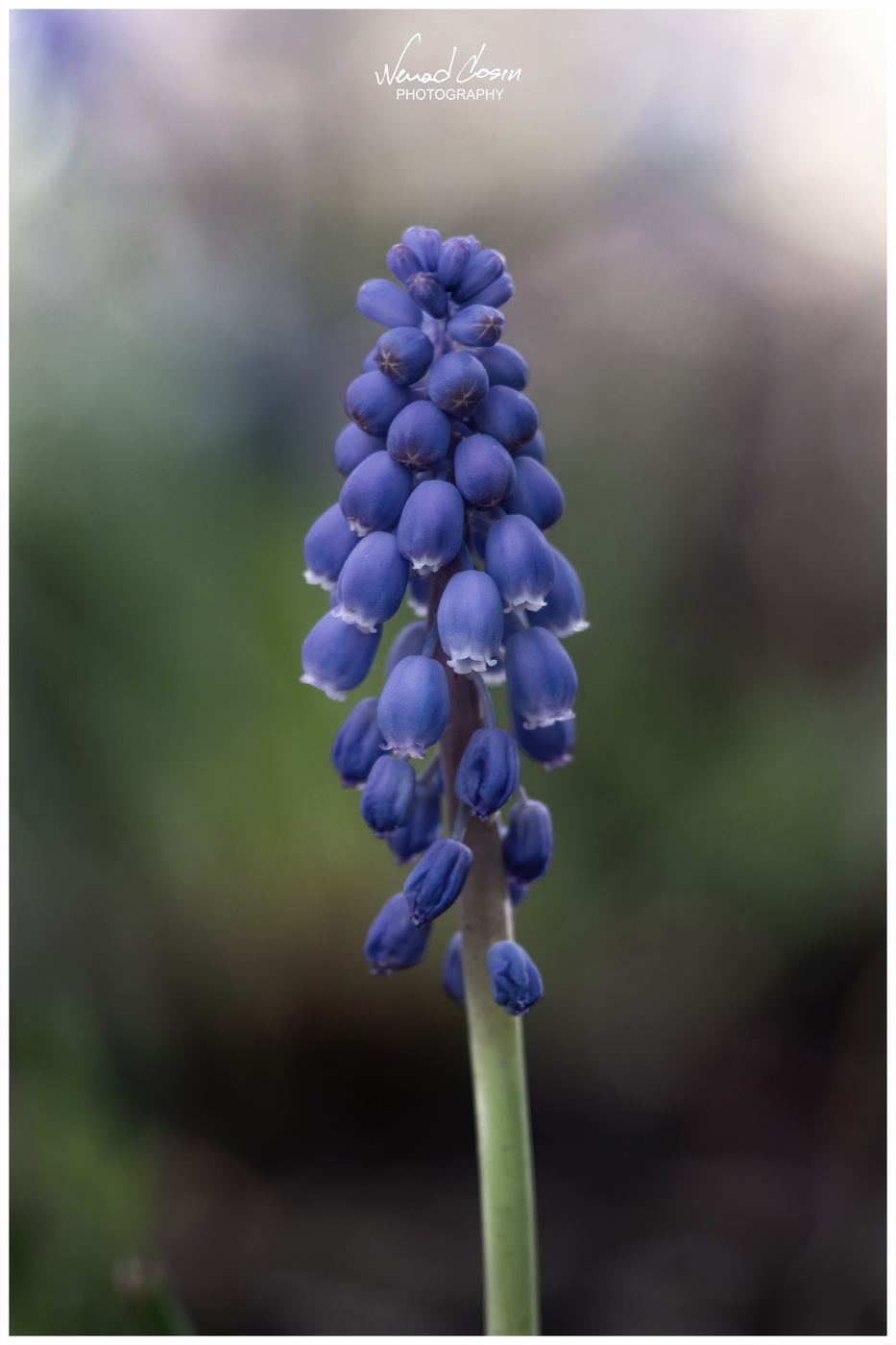 Grape hyacinth