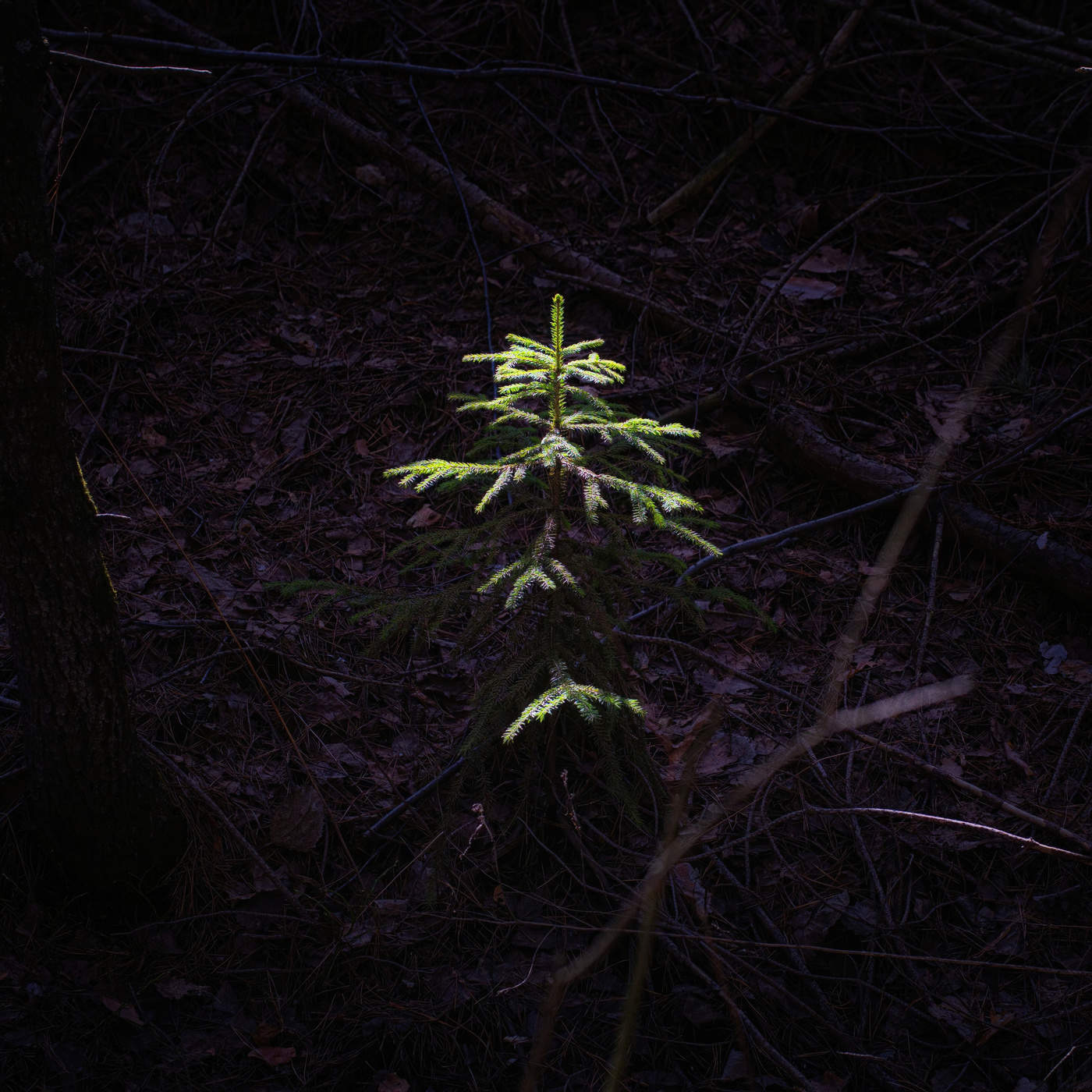 Unter dem Blätterdach
