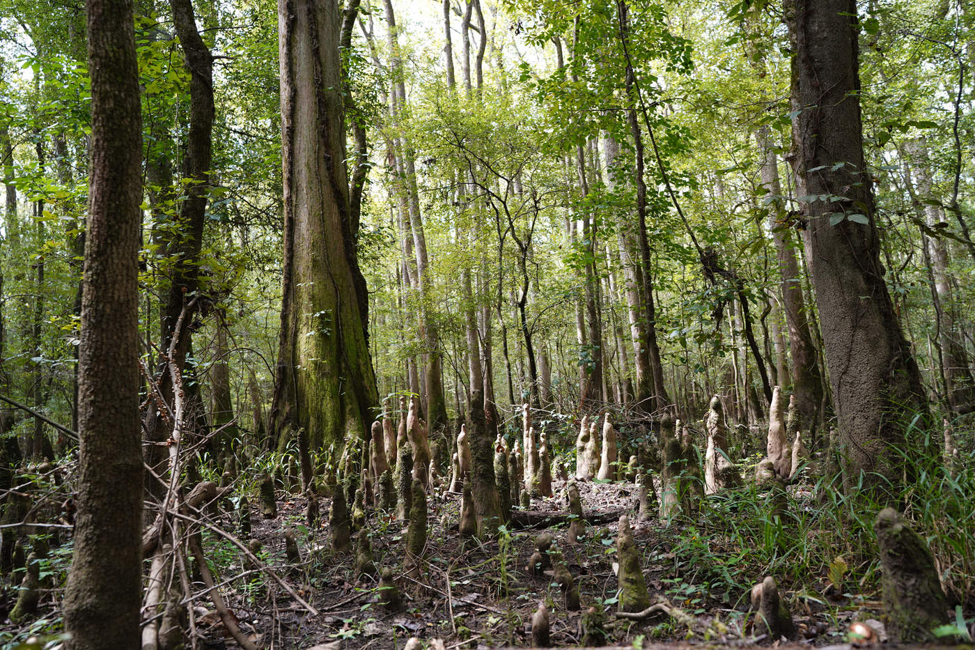 Bottomland hardwood