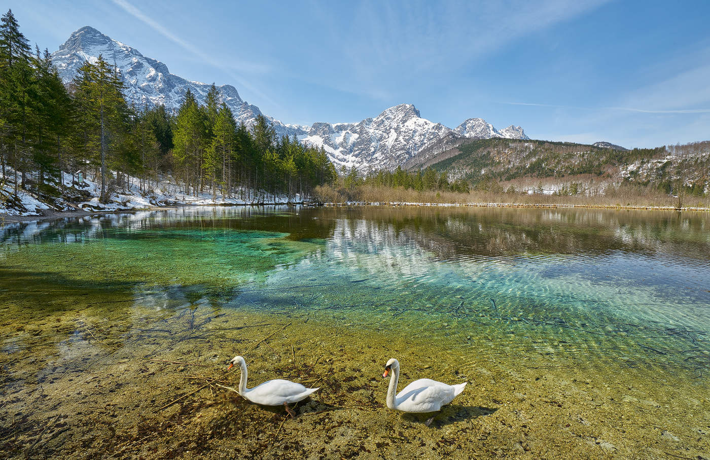 Schwäne am Almsee