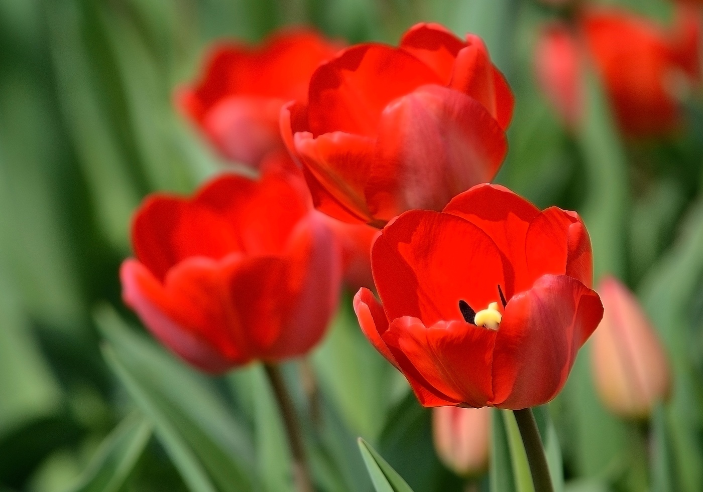Tulpen.