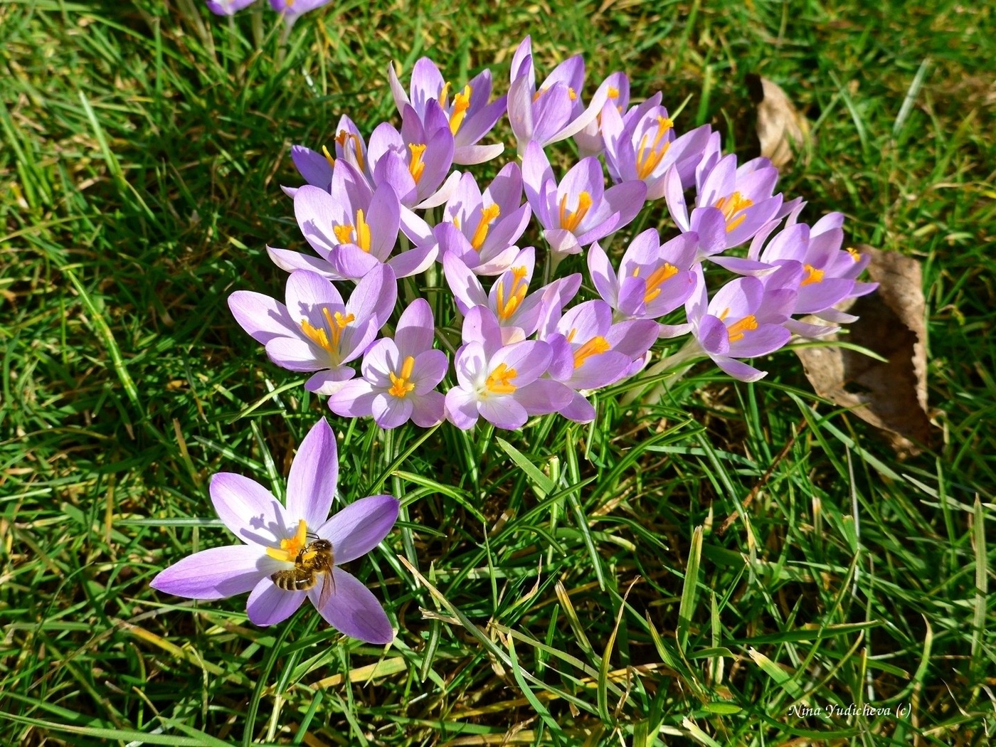 Krokusse