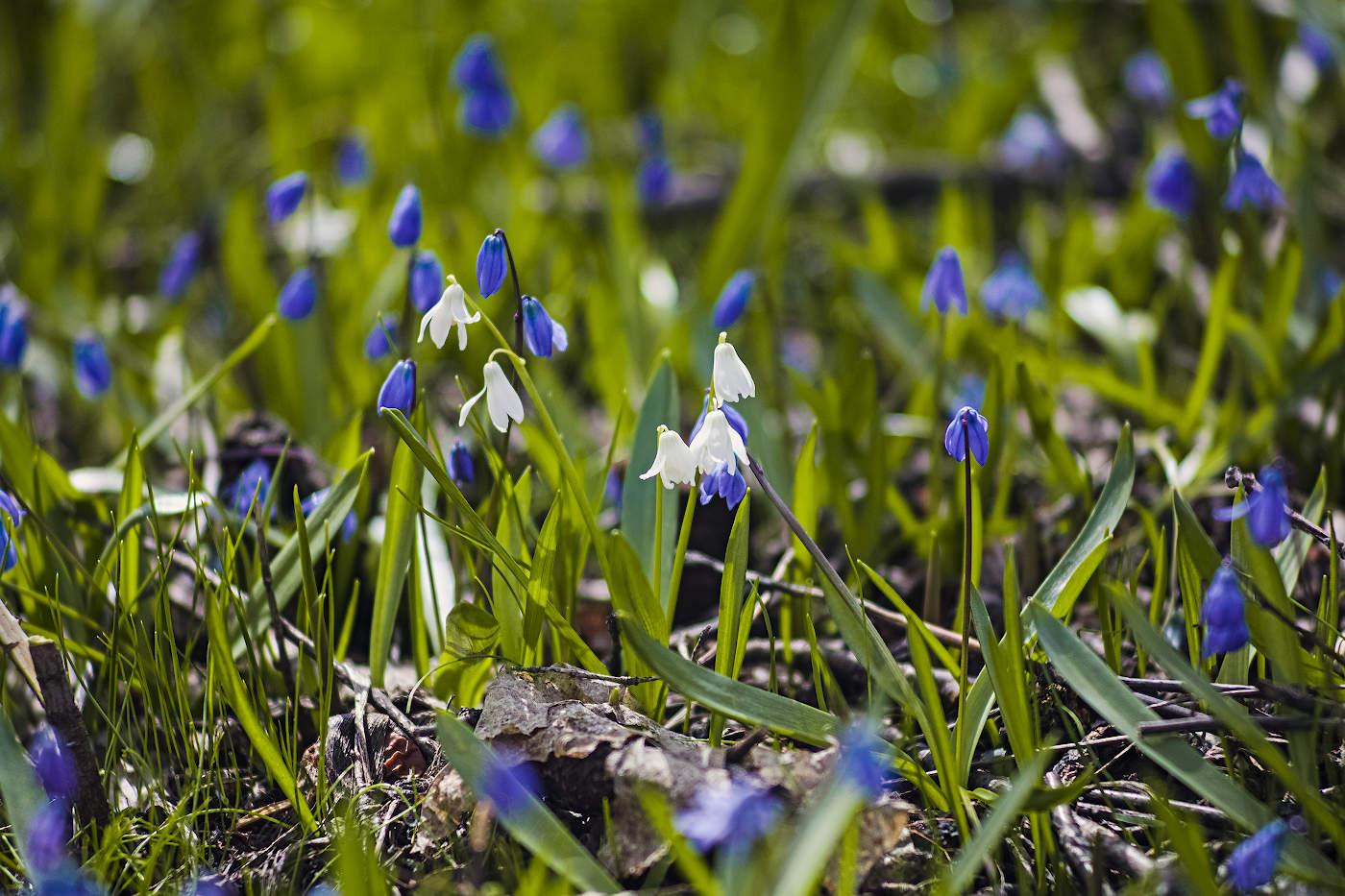 In einer Waldlichtung