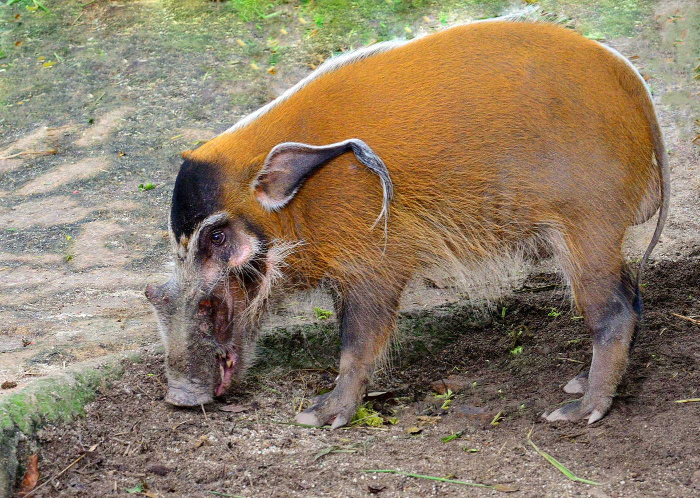 Red River Hog