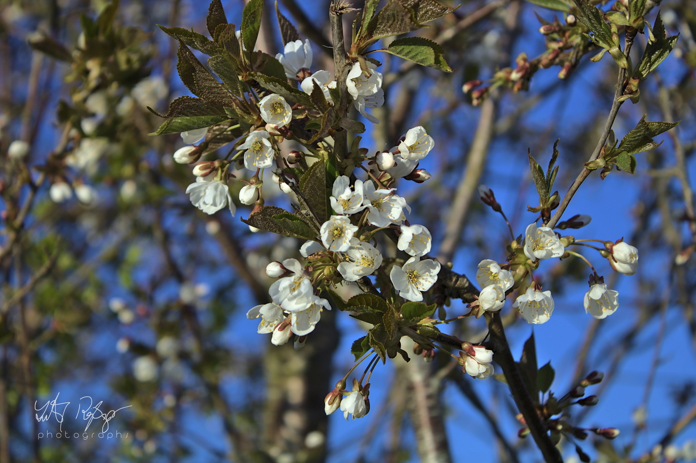 Wildkirschblüten