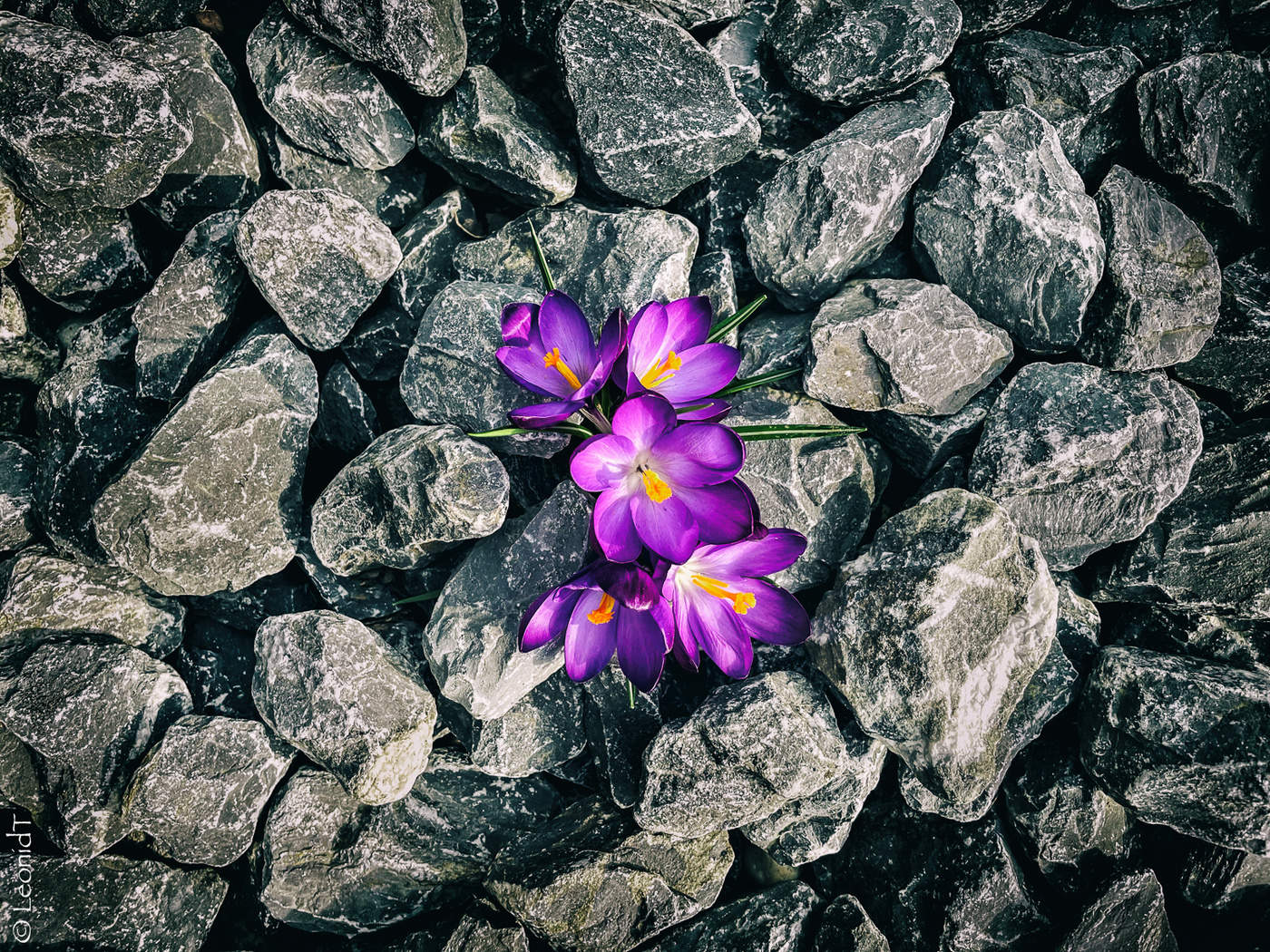 Weg, um den Frühling!