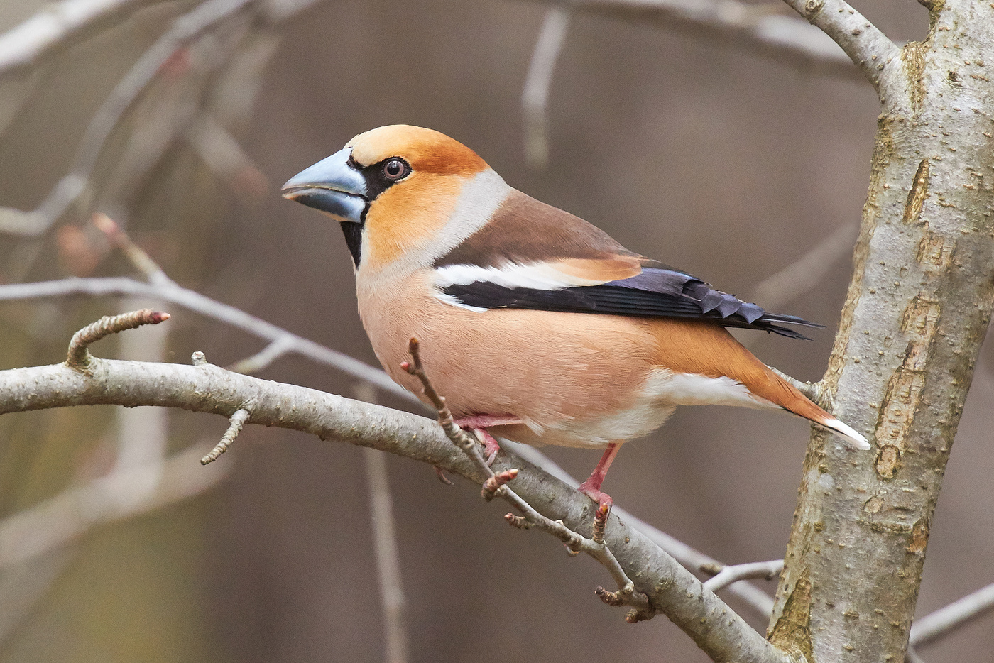 Grosbeak