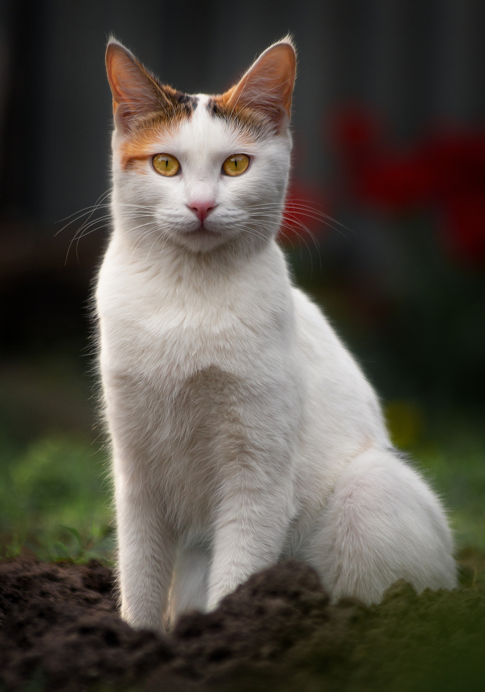 Ich schaue dich an wie ein Spiegel ...