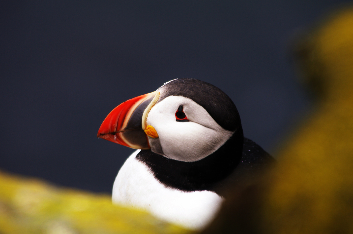 Papageientaucher in Island