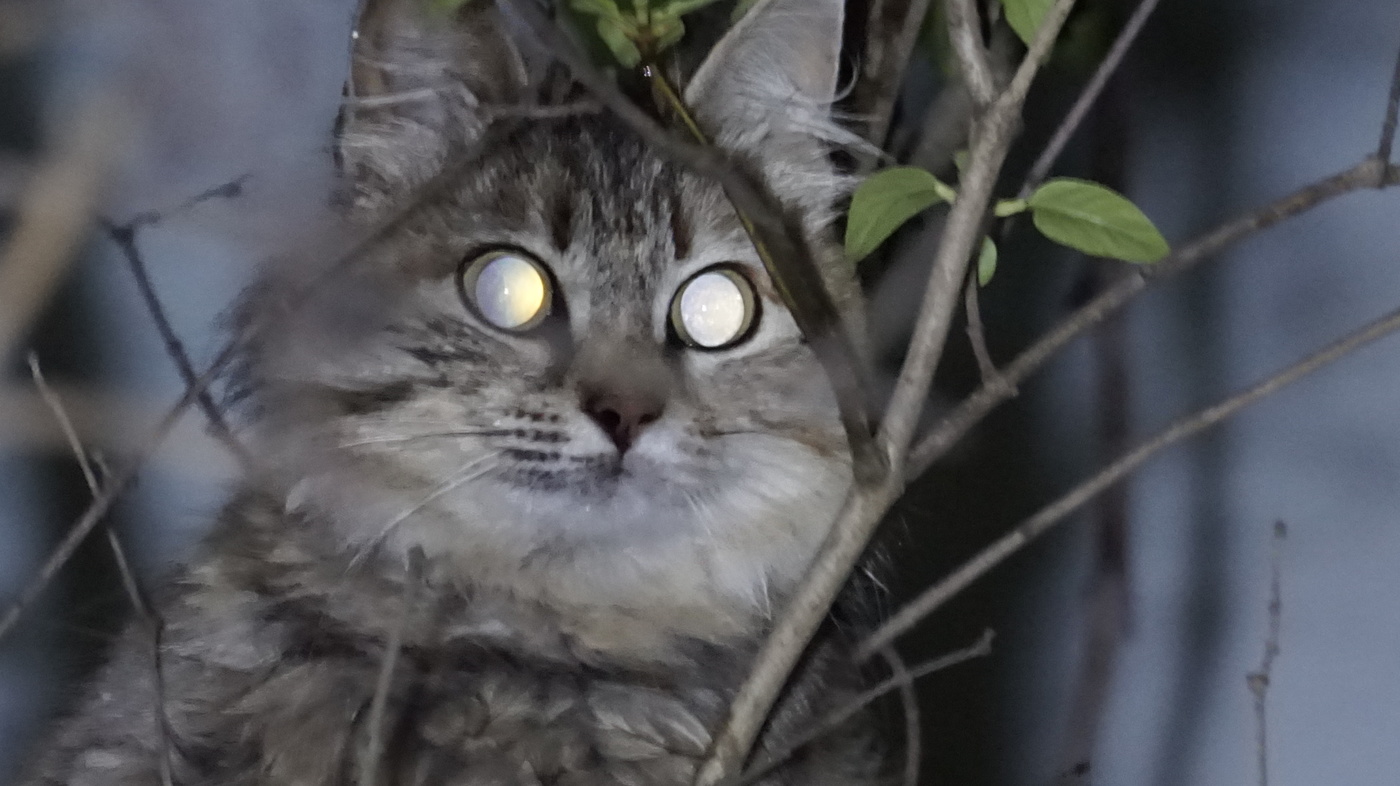 Angst hat große Augen