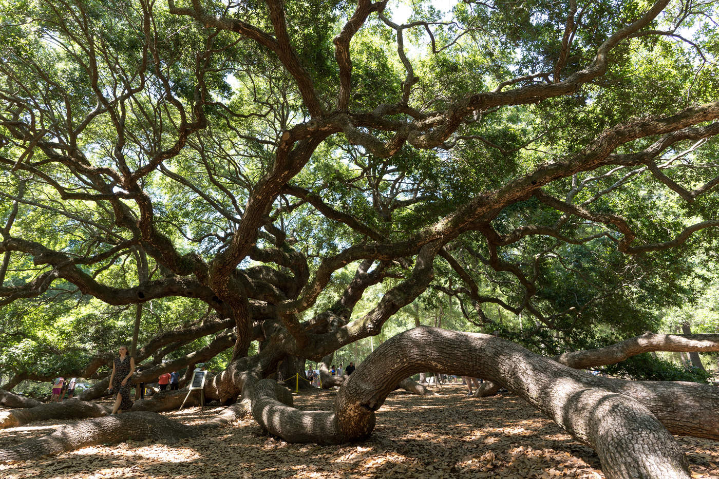 500 years old oak tree