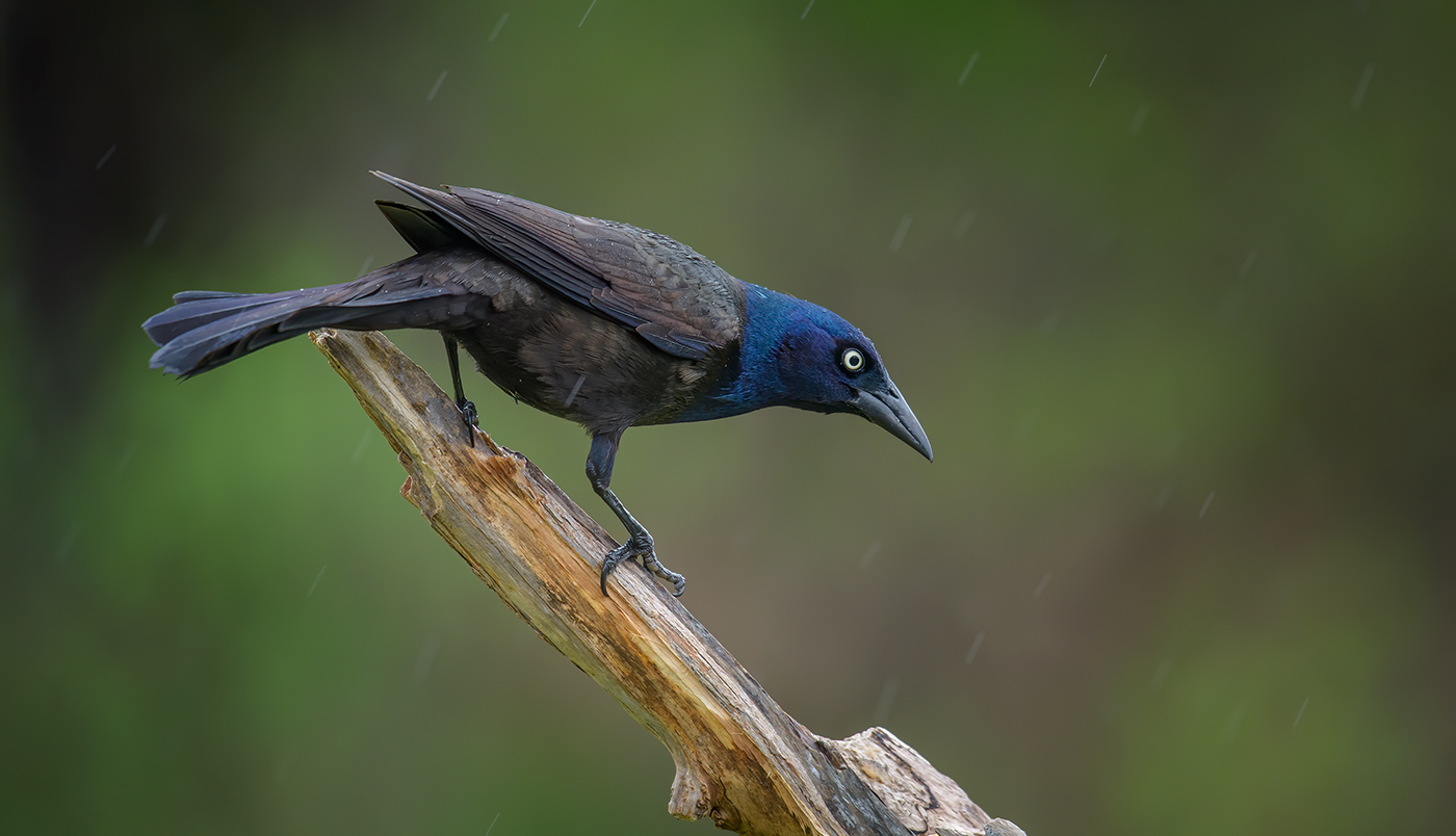 Common grackle (male)