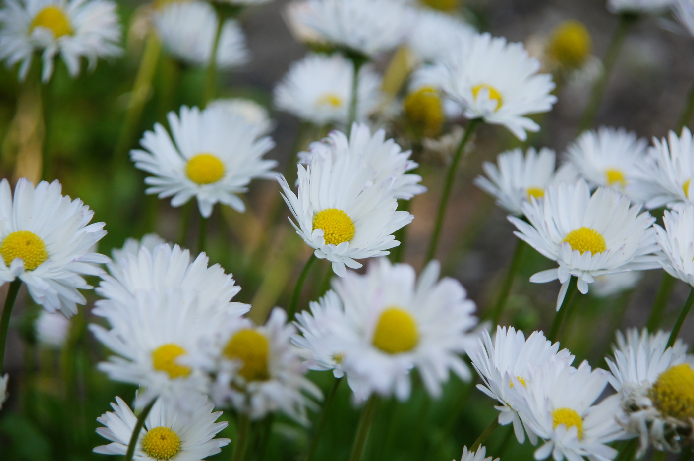 Daisies
