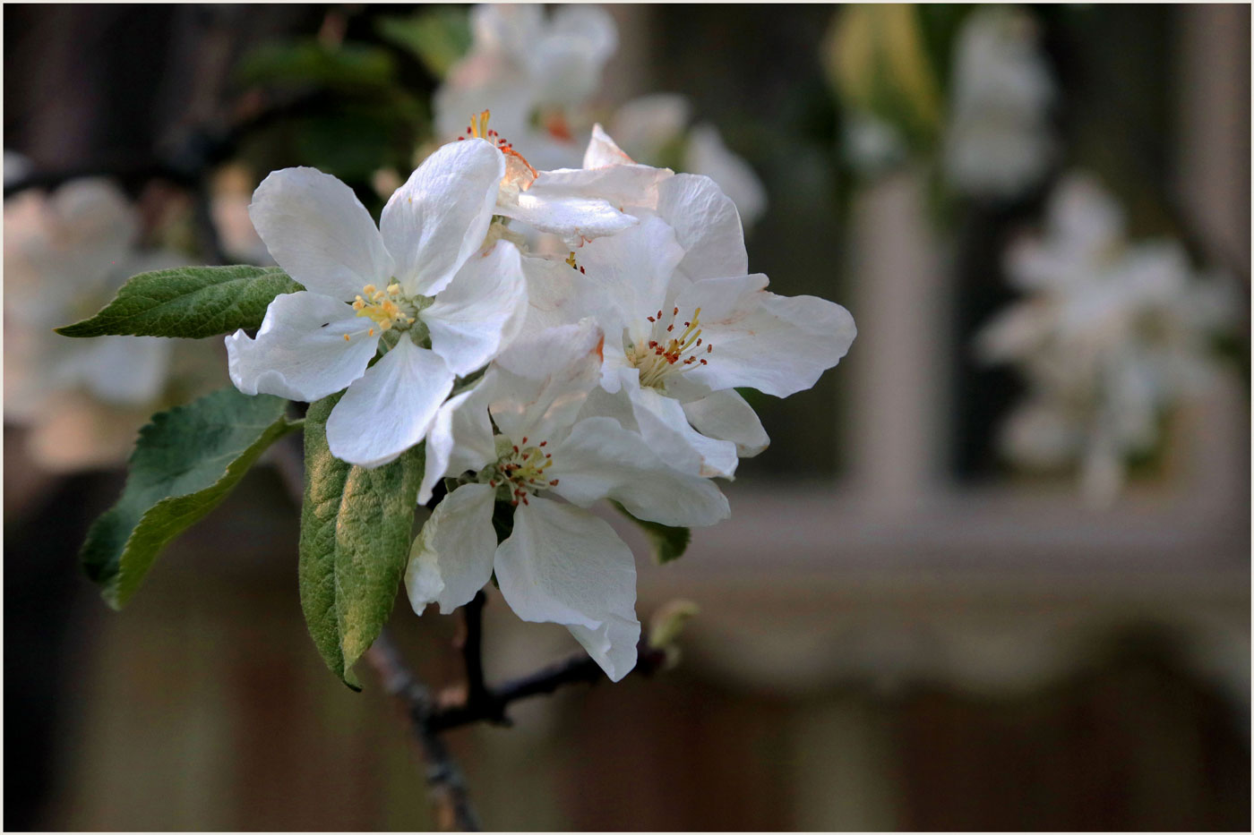 Apple Trees in Bloom