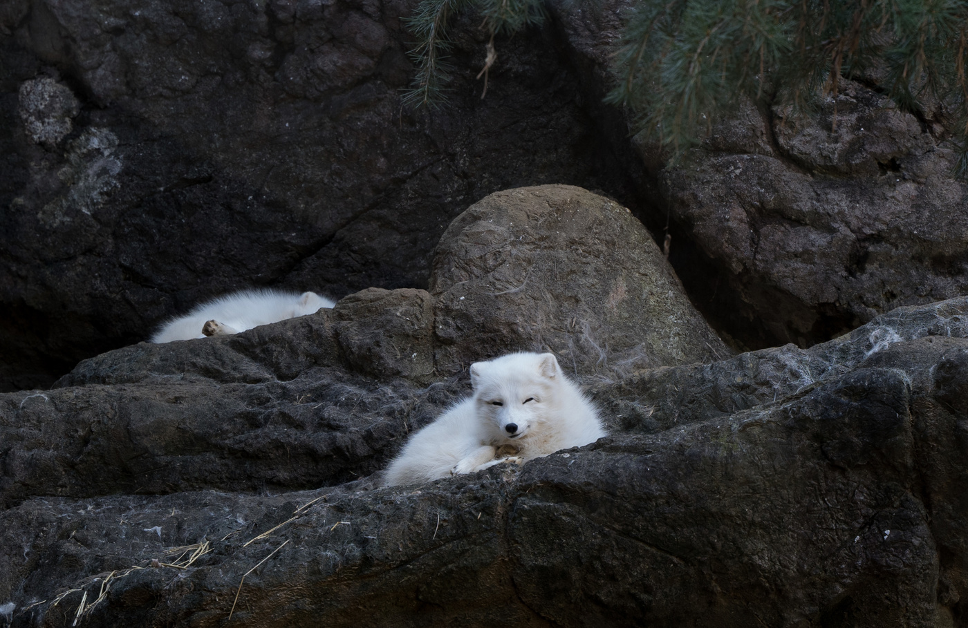 polar foxes